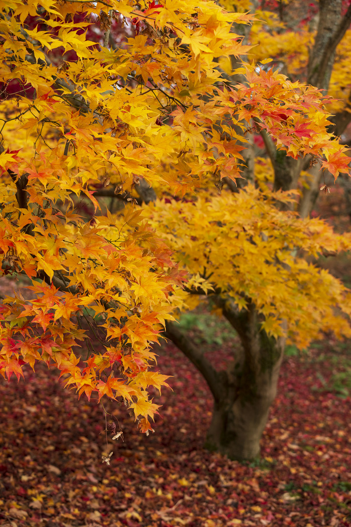 秋季树林中的树木