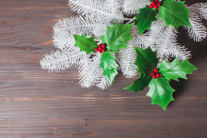 圣诞植物冬青摄影图