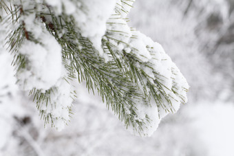 树枝上的白色积雪白雪