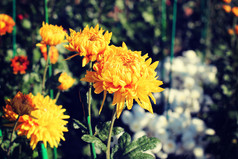 黄色花朵花枝植物