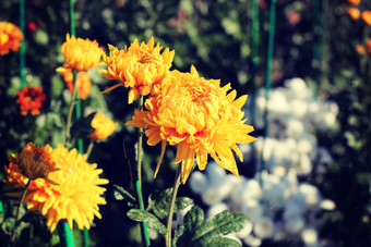 黄色<strong>花朵花枝</strong>植物