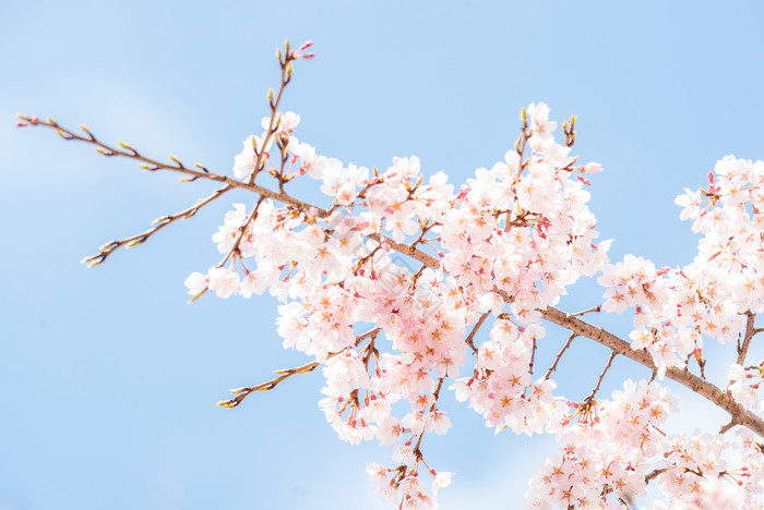 盛开的樱花花枝图片