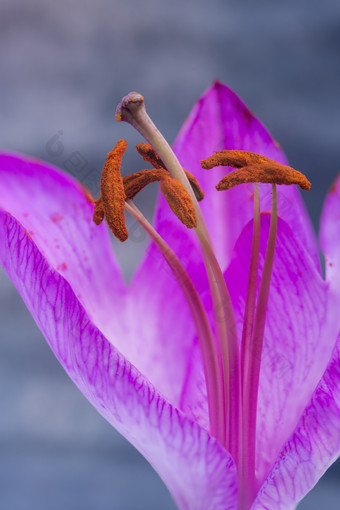 花瓣中的花粉花蕊