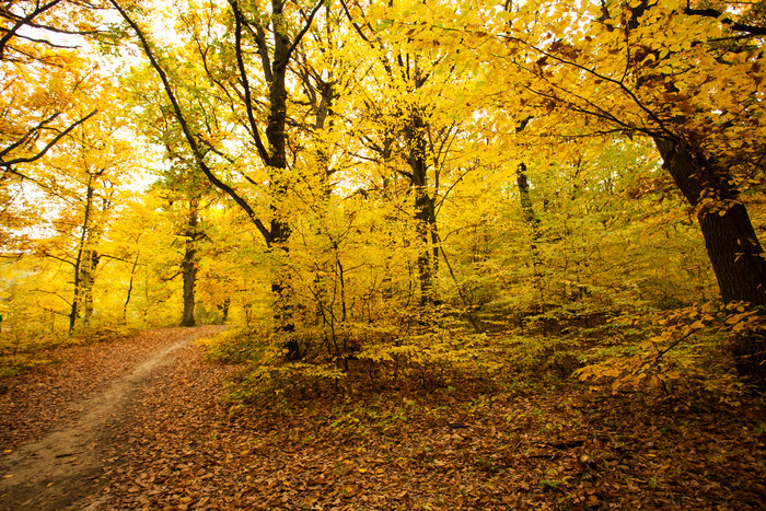 秋天树林黄色枝叶