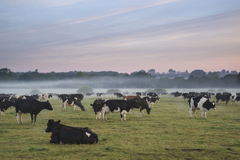 暗色调草地上的牛群摄影图