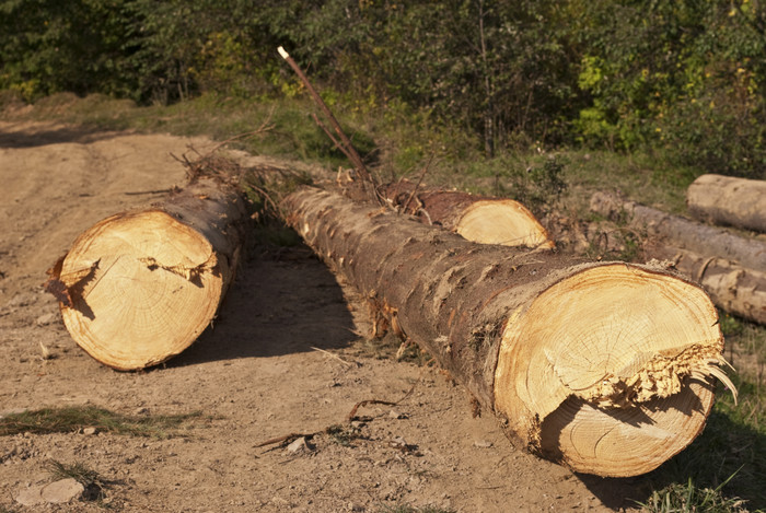 锯断的树木木头摄影图