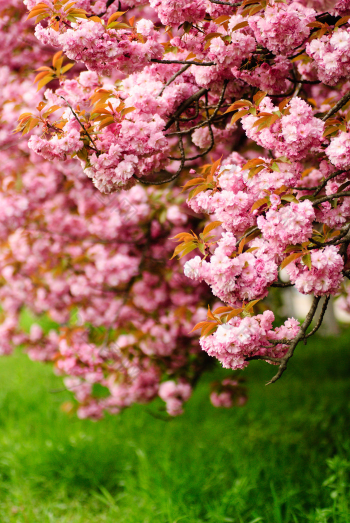 日本樱花花卉摄影图