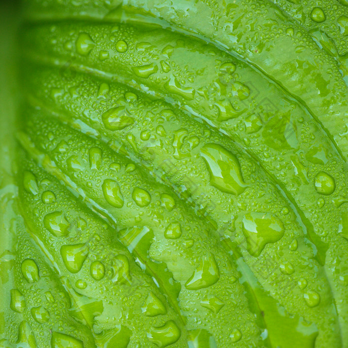 叶子上的露水雨水