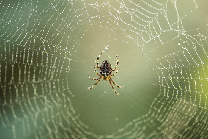 简约网上的蜘蛛摄影图