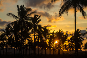 余辉傍晚黄昏风景椰子树树木旅游风景照