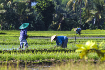 阳光下种水稻的农民