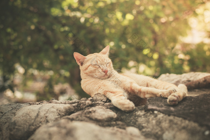 在石头上睡觉的小猫摄影图