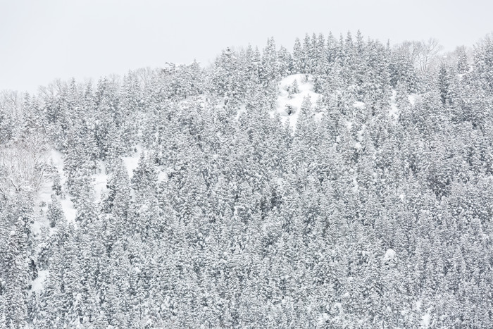 冬天冬季森林雪山摄影图