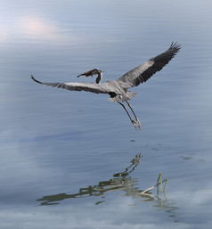 蓝色调水面的大鸟摄影图