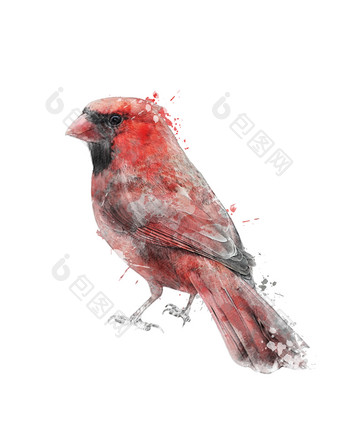 简约一只红色的鸟<strong>摄影图</strong>