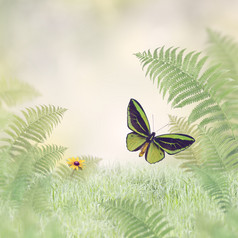小清新草上的蝴蝶摄影图