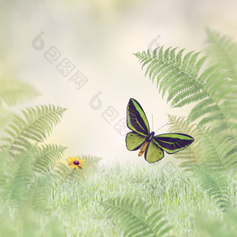 小清新草上的蝴蝶摄影图