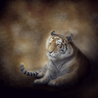 暗色调休息的老虎摄影图