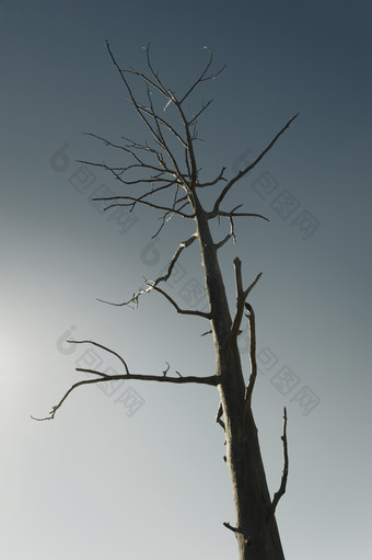 简约枯树一棵摄影图