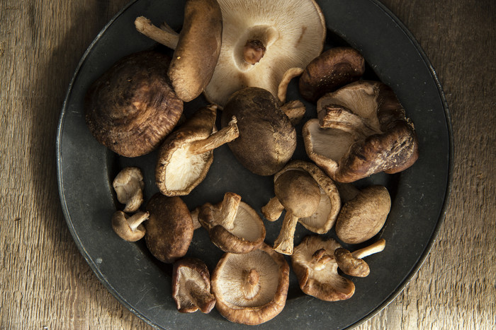 深色调野生蘑菇摄影图