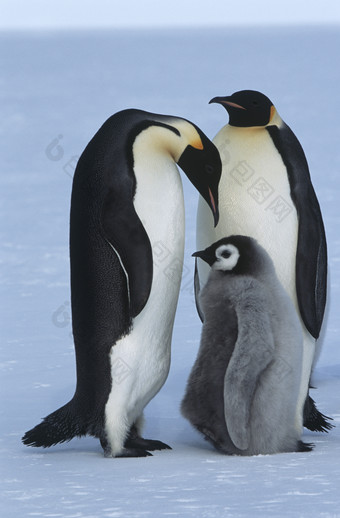 南极海岸上的企鹅