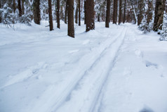 下过雪的树林美景