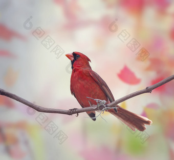 树枝上红色的小鸟摄影图