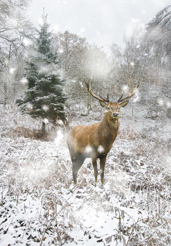 雪景中的麋鹿摄影图