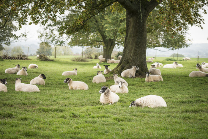 绿色调草地上的羊群摄影图