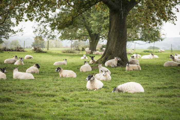 绿色调草地上的羊群摄影图