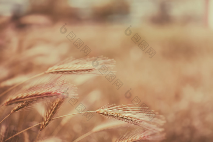 秋季丰收的粮食摄影图