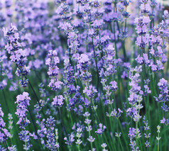 紫色花枝花卉摄影图
