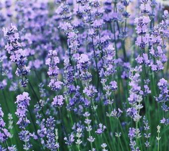 紫色<strong>花枝</strong>花卉摄影图