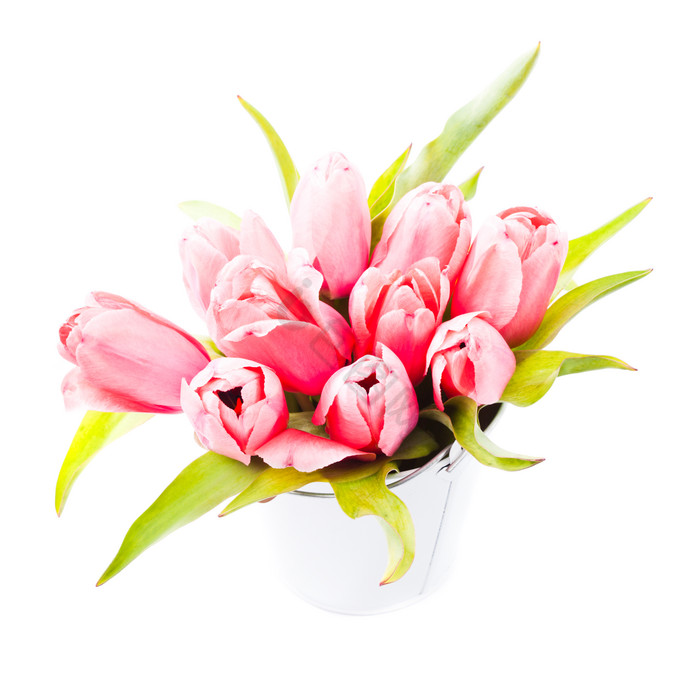 粉色郁金香花朵植物图片