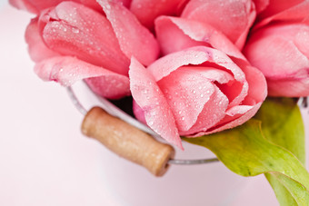 粉色玫瑰花花瓣摄影图