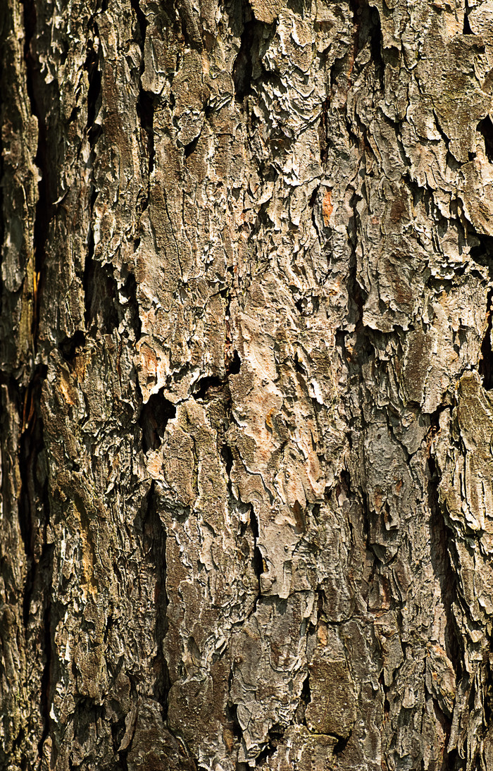 粗糙的树木树皮摄影图