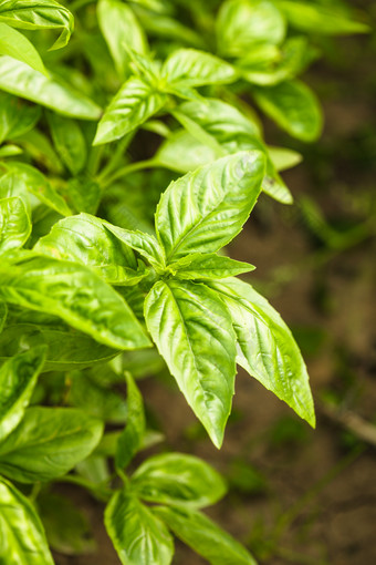 绿色调种植茶叶摄影图