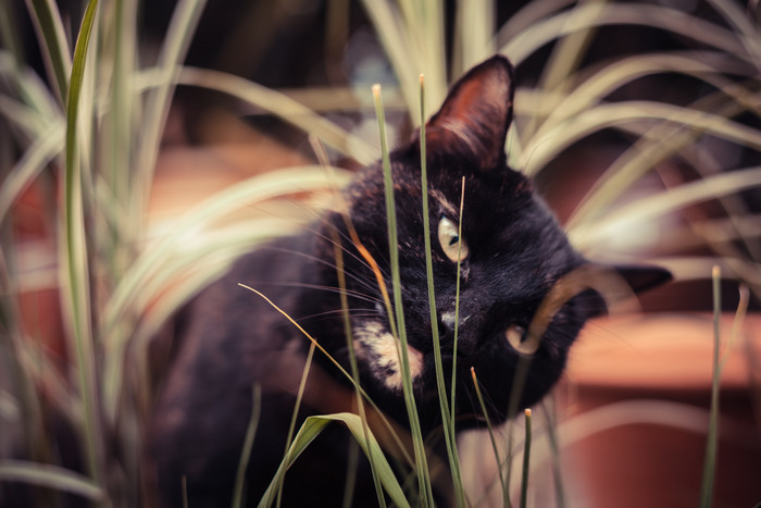 野草中的黑猫摄影图