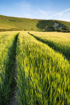 绿色调野外的稻田摄影图