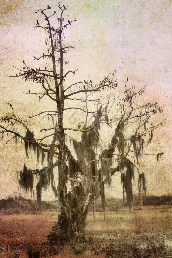 暗色调一棵枯树图片