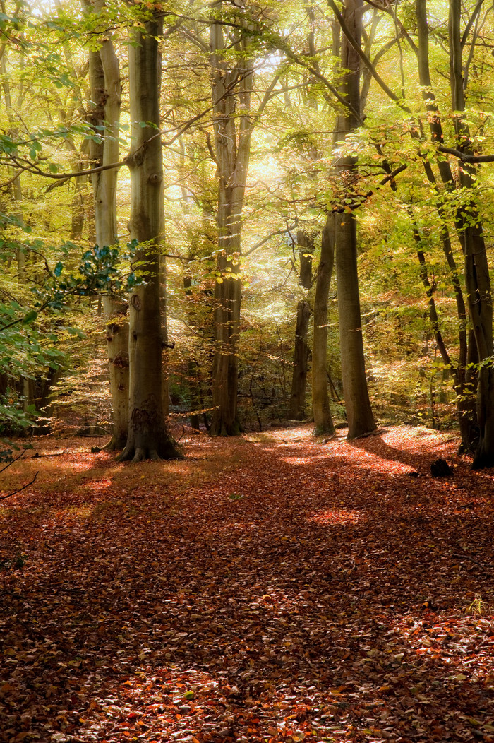 深色调美丽树林风景