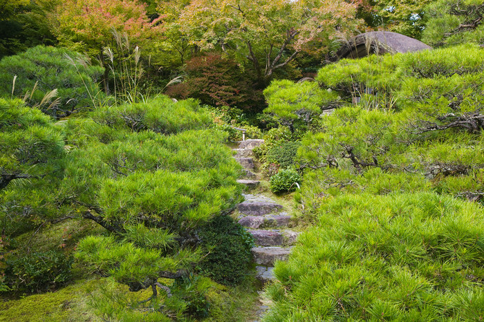 绿色调上山的路摄影图