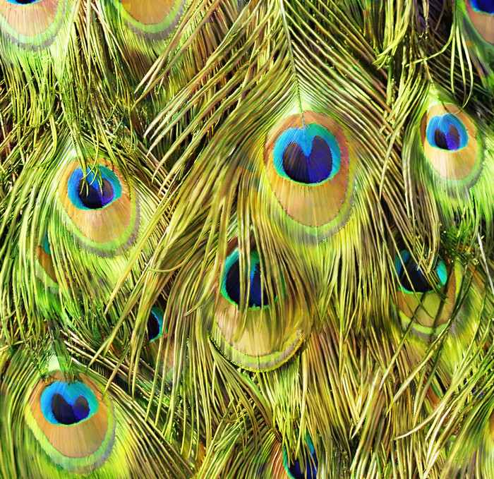 绿色孔雀羽毛摄影图