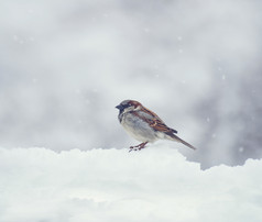 下雪时站在雪上的麻雀