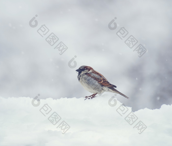 下雪时站在雪上的麻雀