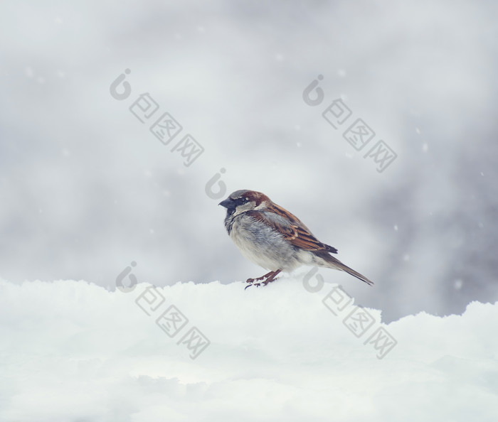 下雪时站在雪上的麻雀