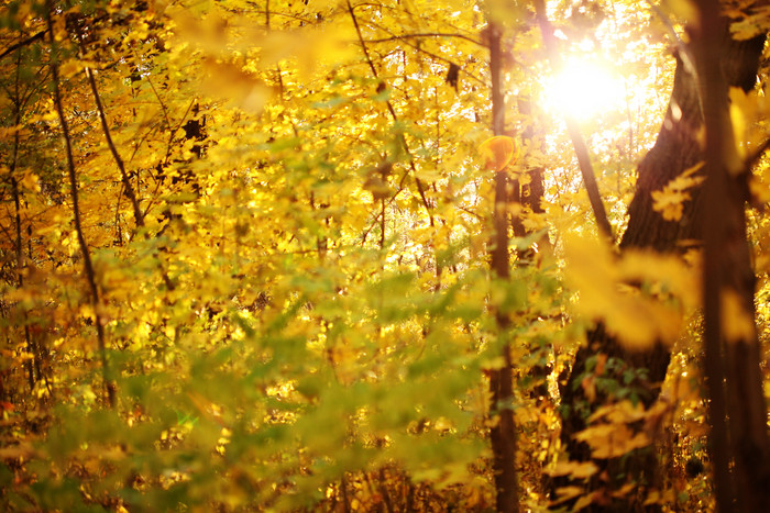 阳光下的秋季树木