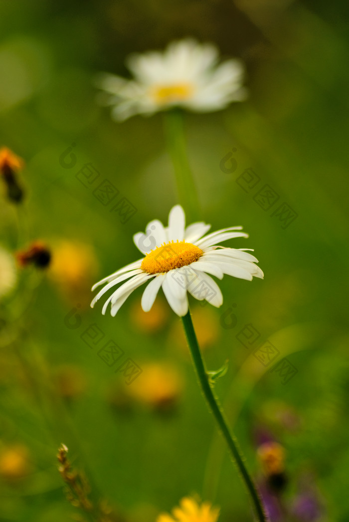 模糊绿色背景雏菊花卉