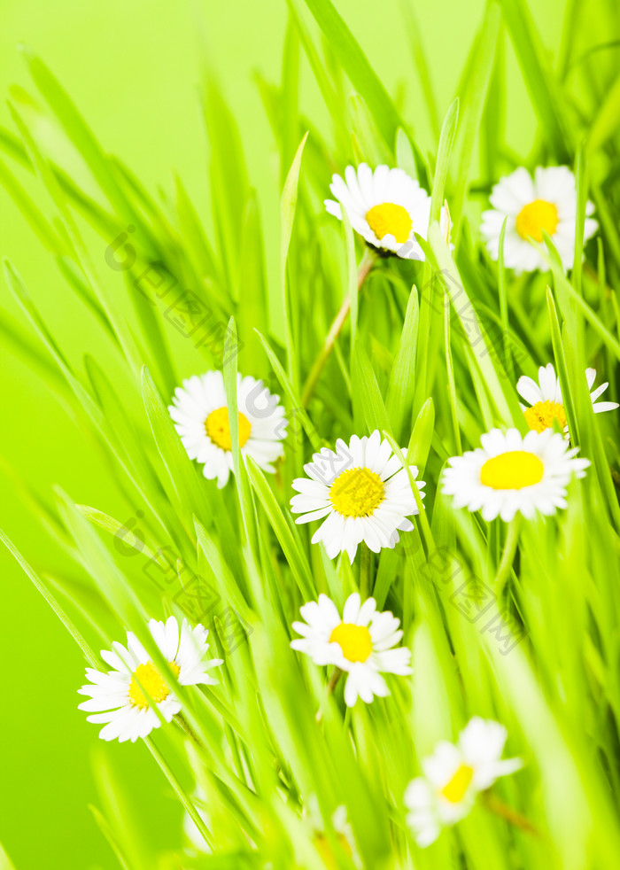 白色小花和绿草摄影图