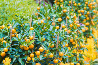 农业桔子橘子树丰收季节树木果实水果